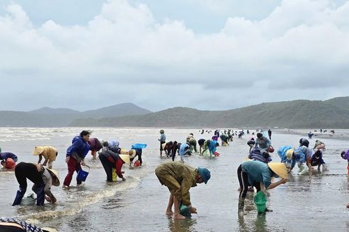 Nghệ An: Rom róm dạt vào bờ biển nhiều bất thường