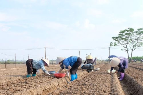 Khôi phục vựa rau lớn nhất Hà Nội bị 'mất trắng' do mưa lũ