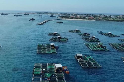 Quảng Ngãi: tìm giải pháp phát triển nuôi trồng thủy sản trên biển