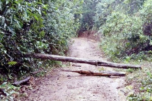 Cây rừng gãy đổ làm hai người thương vong tại Lâm Đồng