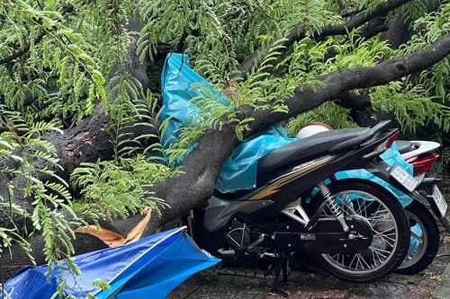 Cây me bật gốc ngã đổ đè lên nhiều xe máy