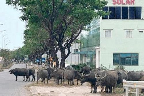 Hội nghị về trâu bò thả rông!