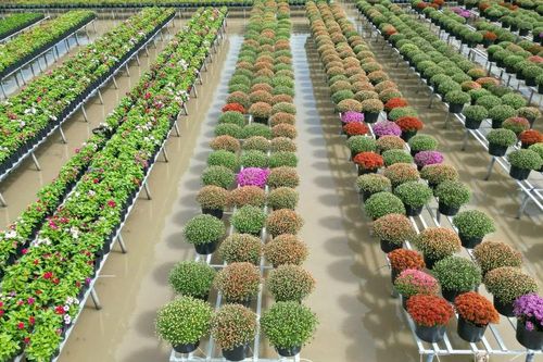 Nông dân ĐBSCL tất bật xuống giống khởi động vụ hoa tết