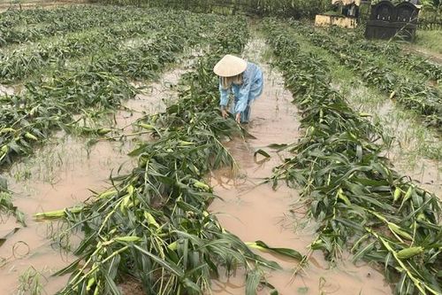Cấp xuất cho tỉnh Hưng Yên trên 32,5 tấn gạo khắc phục thiệt hại do cơn bão số 3