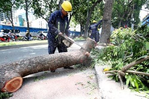 TP.HCM thay thế 2.765 cây xanh hư hại