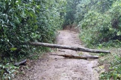 Cây rừng gãy đổ khiến bé gái 2 tuổi tử vong