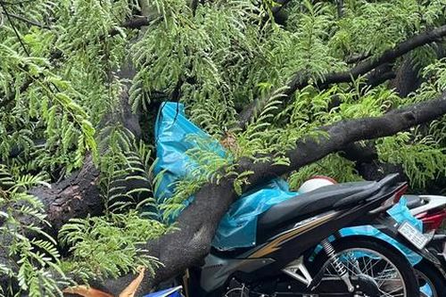 TPHCM: Cây me bật gốc đè nhiều xe máy trên vỉa hè