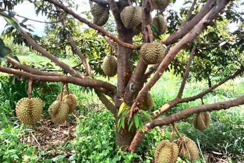 Bẫy điện bảo vệ sầu riêng khiến 1 người tử vong, chủ vườn bị bắt