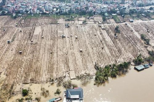 Nỗ lực 'hồi sinh' vùng trồng đào Nhật Tân sau bão lũ