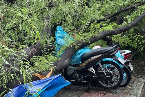 TP Hồ Chí Minh: Cây me bật gốc do mưa lớn, ngã đè lên nhiều xe máy