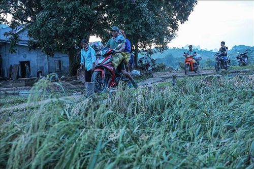 Lào Cai dồn sức phục hồi sản xuất nông nghiệp sau lũ
