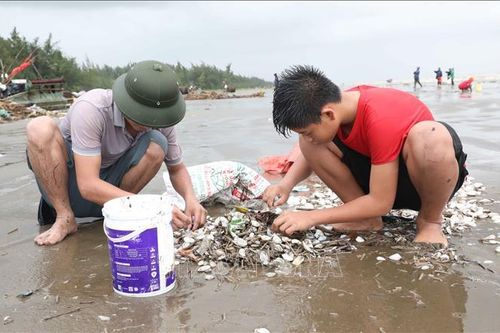 Nghệ An: Hàng tấn ngao, vạng giấy, sò biển dạt trắng bãi biển Diễn Châu