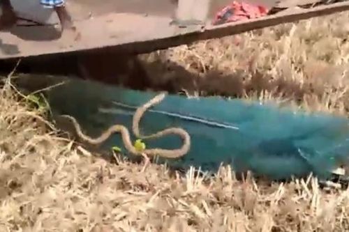 Đi kéo lưới, người đánh cá sốc nặng khi thấy cảnh tượng đáng sợ