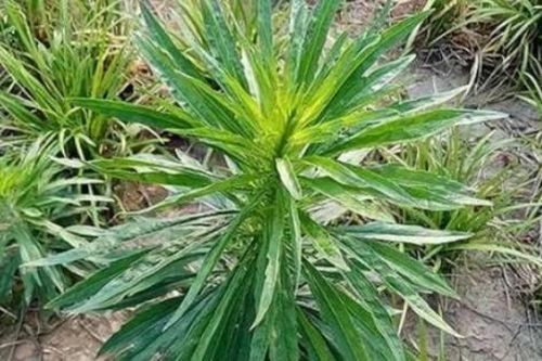 Cây từng chỉ cho lợn ăn, nay là đặc sản bao người săn lùng, ở Việt Nam có đầy mà ít ai biết