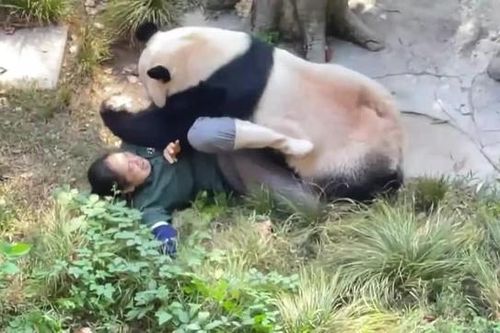 Kinh hoàng nữ nhân viên sở thú bị gấu trúc tấn công