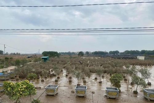 Vườn hồng 7.000 cây bị xóa sổ sau trận lũ lịch sử, chủ vườn mất trắng cả tỷ đồng
