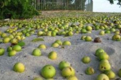 Đây là cây nguy hiểm nhất thế giới, con người không thể chạm vào, chặt hay đốt, ngay cả các chuyên gia cũng không thể làm gì được