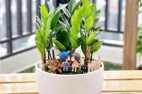 Trồng 4 loại cây này quanh năm không cần chăm sóc nhưng lộc lá về phủ phê, chỉ từ 100.000 đồng/cây