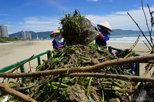 Đà Nẵng: Hàng chục tấn rác dạt vào bờ biển sau bão số 4