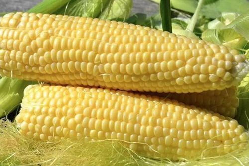 Việt Nam đã chi hàng tỷ đồng để nhập khẩu ngô các loại, mua từ nước nào nhiều nhất?