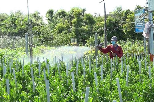 Nông dân trồng tắc kiểng xử lý để cây ra trái đúng dịp Tết