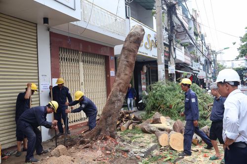 Nha Trang: Khẩn trương cắt tỉa cây xanh trước mùa mưa bão