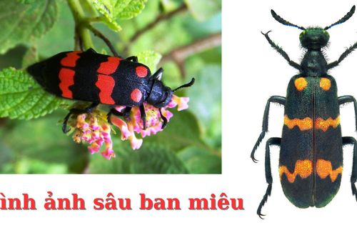 Cảnh báo ngộ độc sâu ban miêu