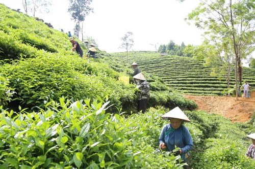 Nông dân Lào Cai thu hơn 46 nghìn tấn chè búp tươi