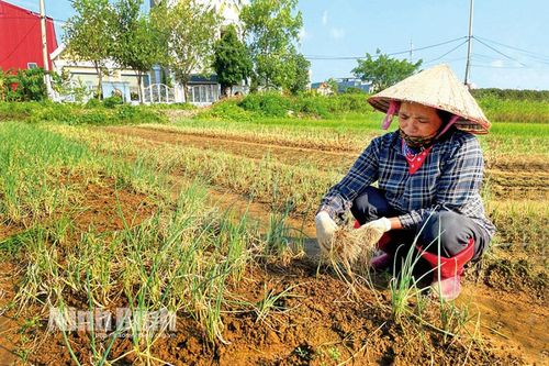 Nông dân thành phố Ninh Bình khôi phục sản xuất sau mưa lũ