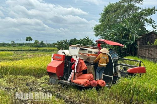 Toàn tỉnh đã thu hoạch trên 1.100 ha lúa Mùa