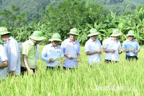 Giống lúa thuần TBR 97 có năng suất đạt gần 66 tạ/ha