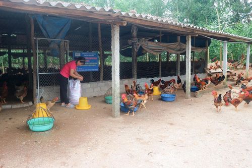 Liên kết nuôi gà theo quy trình VietGAHP đạt hiệu quả cao