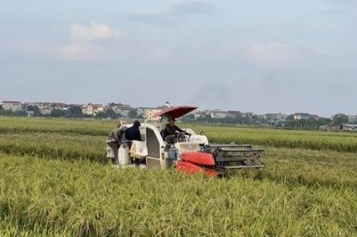 Nông nghiệp Thủ đô dồn lực khôi phục sản xuất sau bão số 3