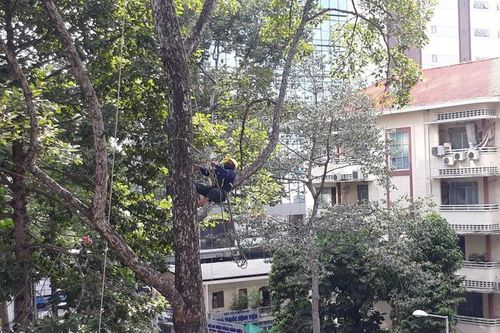 Tp.HCM thay thế 2.765 cây xanh hư hại, đề phòng mưa bão