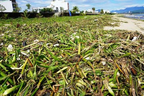 Đà Nẵng: Thu dọn hàng chục tấn rác sau bão số 4