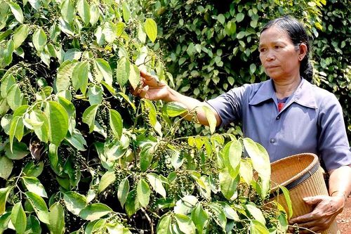 Nâng cao giá trị nông sản thông qua chuỗi liên kết