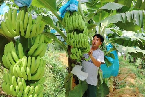 Xây dựng mã số vùng trồng: 'Hộ chiếu' đưa nông sản Đồng Nai xuất ngoại