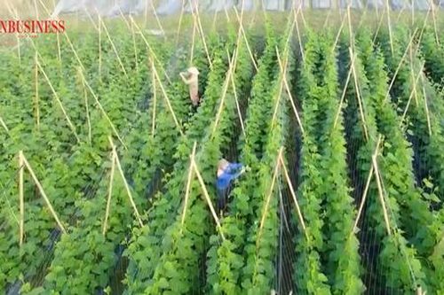 Đi tìm 'chìa khóa làm giàu' ở vùng quê xứ Nghệ