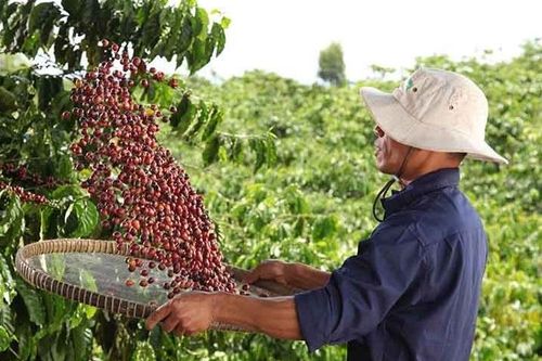 Nông dân trồng cà phê Tây Nguyên tham quan nhà máy sản xuất thành phẩm