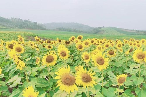 Nghệ An thúc đẩy tín dụng xanh