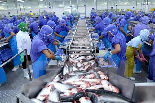 Hoa Kỳ kết luận tích cực về rà soát thuế chống bán phá giá cá tra Việt Nam