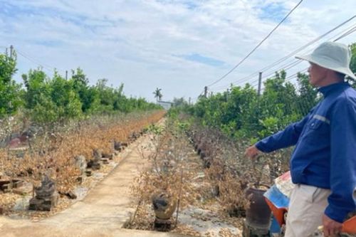 Nỗ lực hồi sinh đào, quất cảnh sau bão