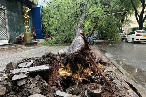 TP Hồ Chí Minh: Cây me cổ thụ bật gốc đè nhiều xe máy