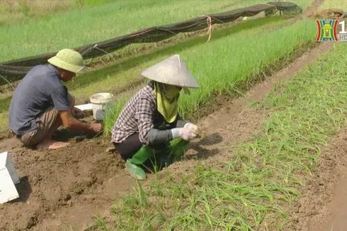 Các địa phương khôi phục sản xuất sau bão