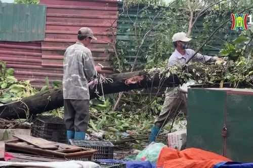 Khắc phục hậu quả bão số 3 ở ngoại thành Hà Nội