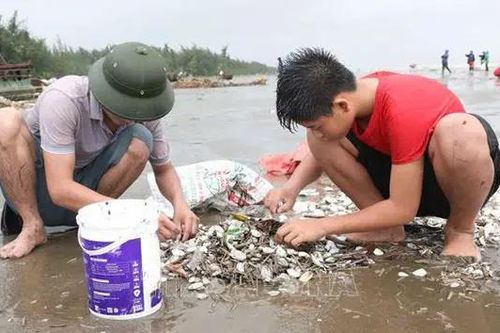 Hàng tấn ngao sò dạt trắng bờ biển Diễn Châu, Nghệ An