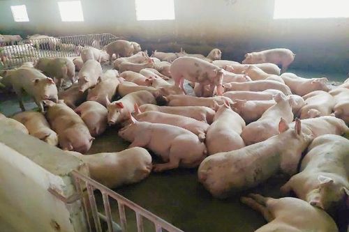 Giải pháp phòng ngừa virus tai xanh, mang lại sự an tâm cho nhà chăn nuôi