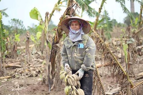 Nông dân Phú Xuyên gồng mình khôi phục sản xuất sau bão lũ