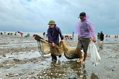 Cả dãy ngao trải dài hơn 1km dạt vào bờ, người dân đổ xô ra biển nhặt 'lộc trời' sau bão số 4
