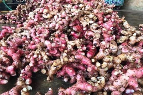 Tác dụng của cây dong riềng đỏ với sức khỏe